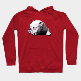 Bulldog Chill Out Hoodie